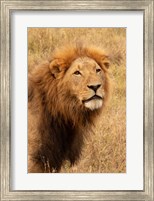 Framed Lion's Intent Stare
