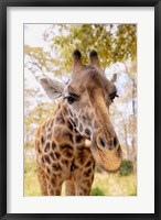 Framed Curious Giraffe