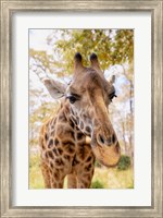 Framed Curious Giraffe
