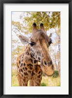 Framed Curious Giraffe