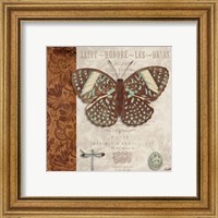 Framed 'Butterfly on Display I' border=