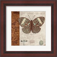 Framed Butterfly on Display I