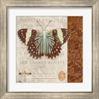 Framed 'Butterfly on Display II' border=