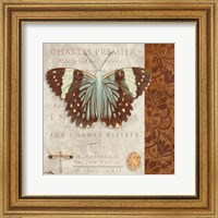 Framed 'Butterfly on Display II' border=