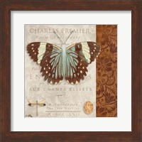 Framed Butterfly on Display II