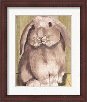 Framed Bunny II