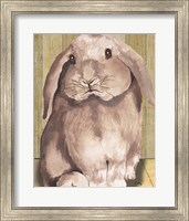 Framed Bunny II