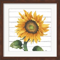Framed Happy Sunflower II