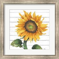 Framed Happy Sunflower II