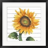 Framed Happy Sunflower II