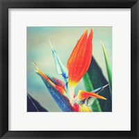 Framed Tropical Floral II