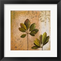 Botanica II Framed Print