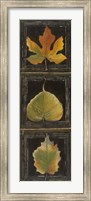 Framed Three Leaves I