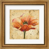 Framed Poppy III