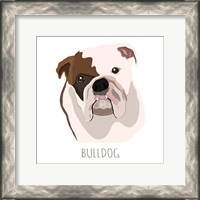 Framed Bull Dog