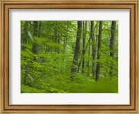 Framed Woodland Hainich in Thuringia