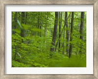 Framed Woodland Hainich in Thuringia