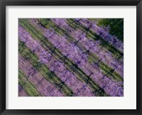 Framed Peach Orchard in Spring, Marion County, Illinois