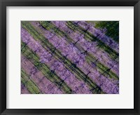 Framed Peach Orchard in Spring, Marion County, Illinois