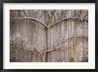 Framed Provincetown Winter Vines, Cape Cod