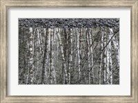 Framed Black and White of Alder Trees Reflecting in Water