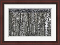 Framed Black and White of Alder Trees Reflecting in Water