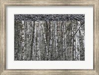 Framed Black and White of Alder Trees Reflecting in Water