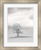 Framed Infrared of Lone Tree in Wheat Field 1