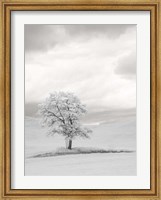 Framed Infrared of Lone Tree in Wheat Field 1