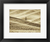 Framed Infrared of Lone Tree in Wheat Field 2