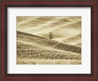 Framed Infrared of Lone Tree in Wheat Field 2
