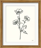 Framed Buttercup