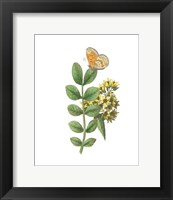 Framed Greenery Butterflies II
