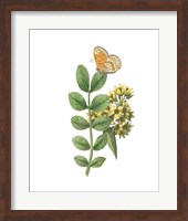 Framed Greenery Butterflies II