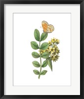 Framed Greenery Butterflies II