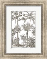 Framed Palm Oasis II