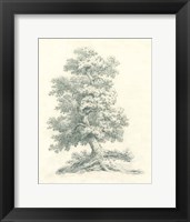 Framed Tree Study II