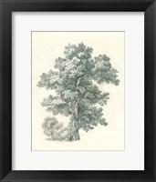 Framed Tree Study I