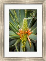 Framed African Aloe