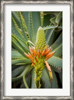 Framed African Aloe