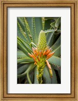 Framed African Aloe