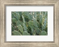 Framed Prickly Pear Cactus
