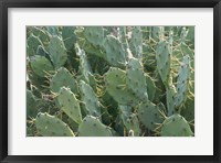 Framed Prickly Pear Cactus