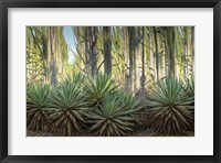 Framed Sisal Plants