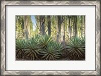 Framed Sisal Plants