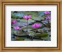 Framed Pink Water Lilies