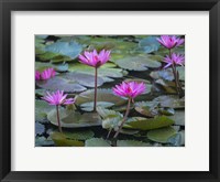 Framed Pink Water Lilies