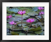 Framed Pink Water Lilies