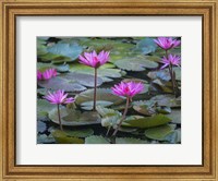 Framed Pink Water Lilies