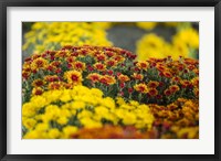 Framed Kingston Farmers Market In Autumn, Canada